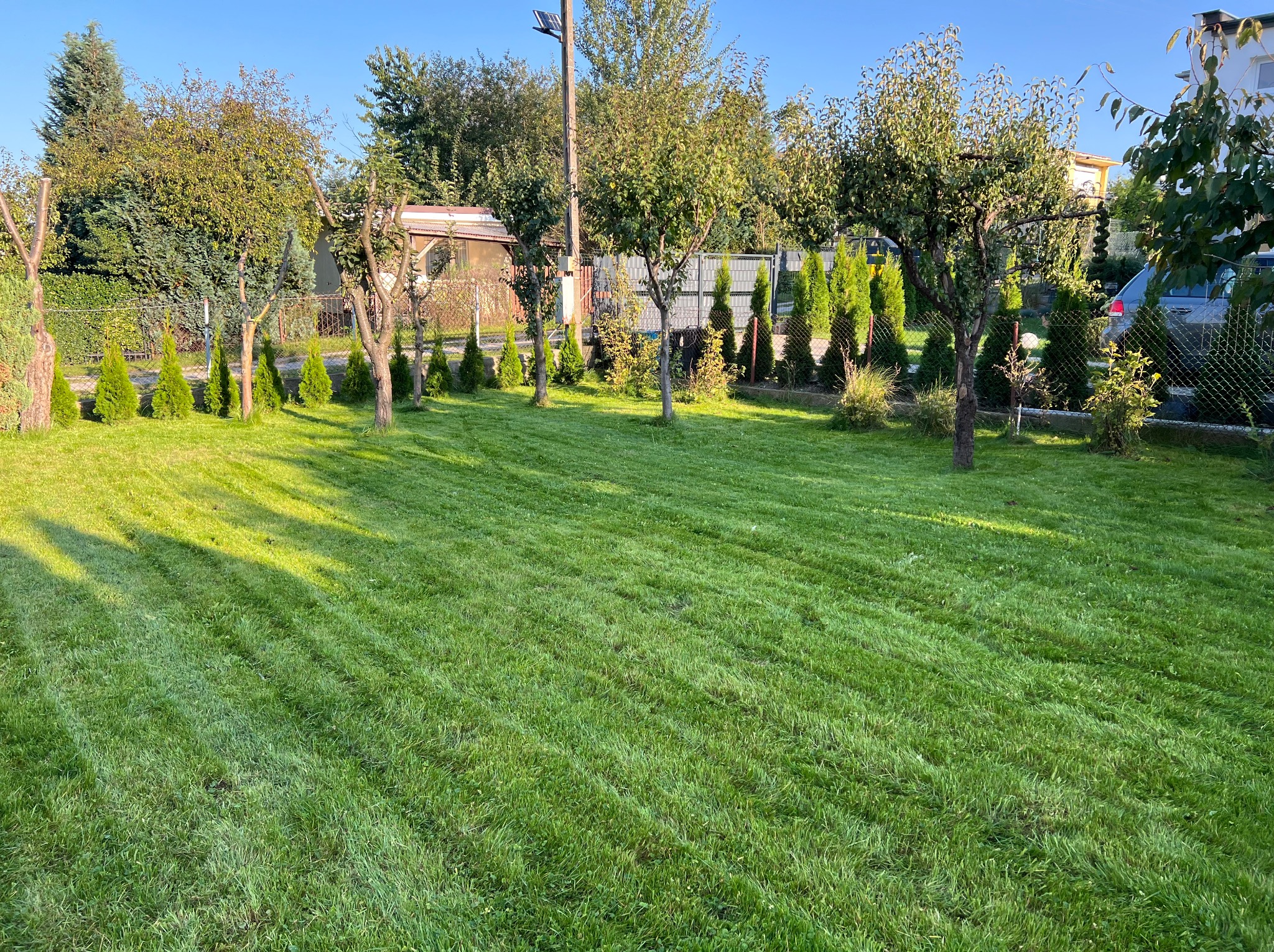 Starannie przystrzyżony trawnik z widocznymi pasami po kosiarce, otoczony młodymi drzewami i tujami wzdłuż ogrodzenia z siatki, w tle zabudowa jednorodzinna i błękitne niebo.