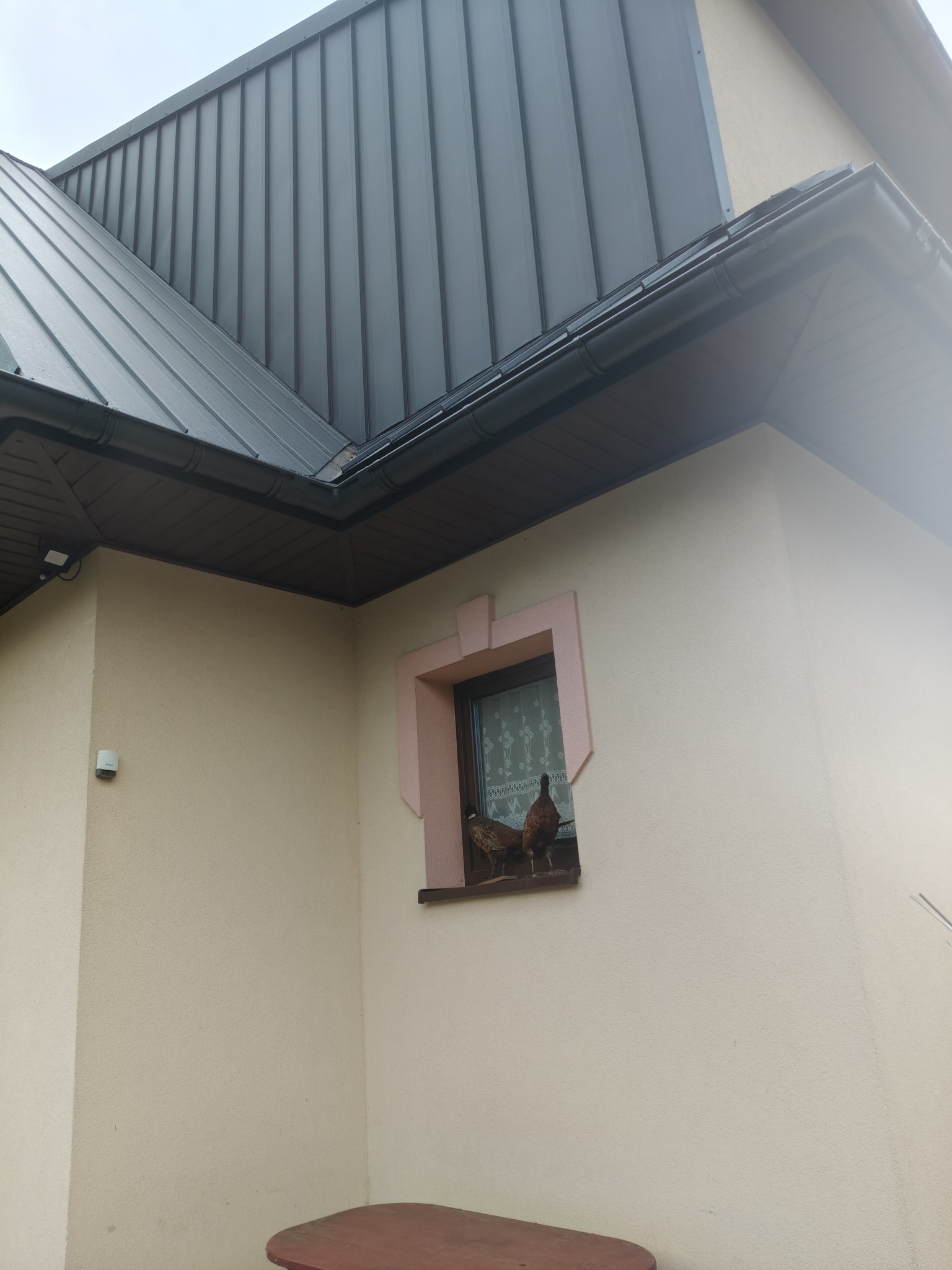 Dom z nowym, grafitowym dachem z blachy na rąbek stojący i brązowymi rynnami; w oknie stoją dwa bażanty.