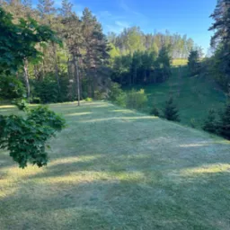 Rozległy trawnik z widocznymi śladami po koszeniu, przylegający do lasu iglasto-liściastego w słoneczny dzień.