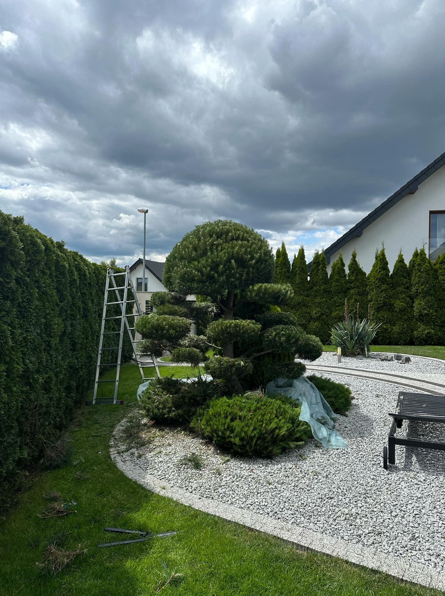 Formowane drzewo iglaste w ogrodzie z białym żwirem, drabina oparta o żywopłot, fragment posesji z tujami i domem w tle, pochmurne niebo.
