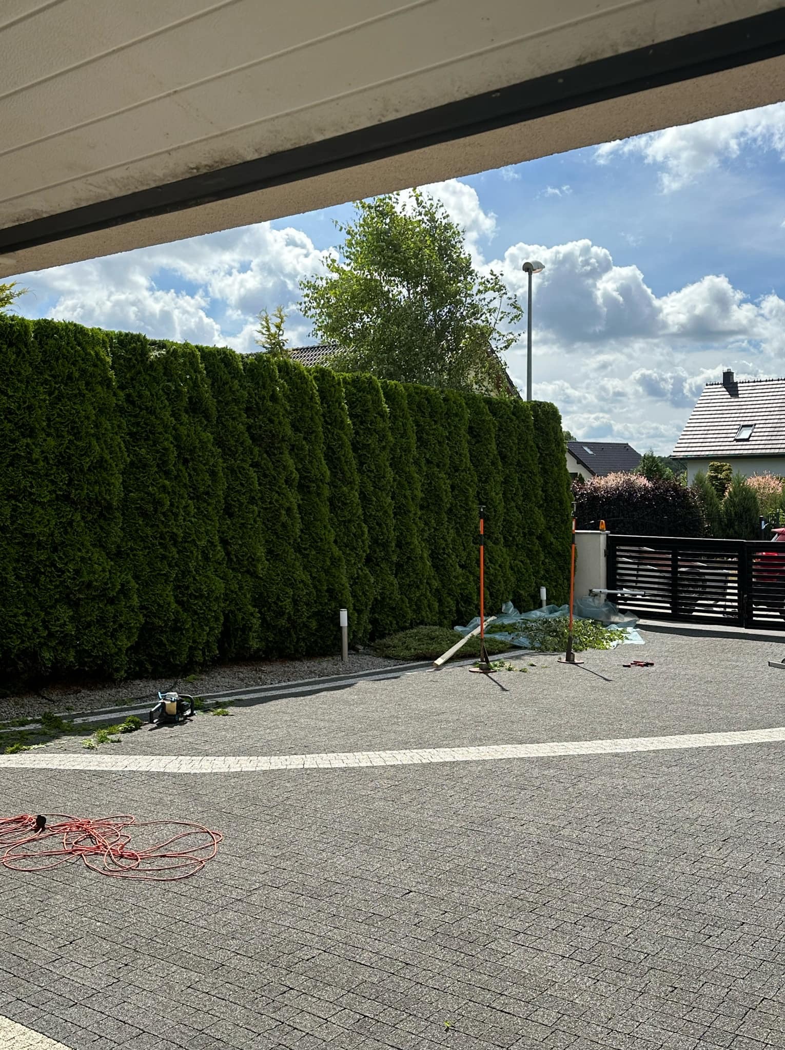 Przycięty żywopłot z tui na posesji w Banino, widoczne narzędzia ogrodnicze i resztki po strzyżeniu.