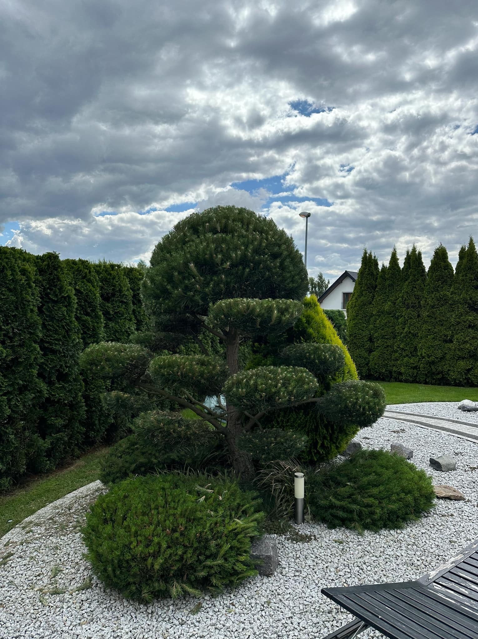 Starannie przycięte drzewo bonsai w ogrodzie z białym żwirem, otoczone tujami i krzewami, pod pochmurnym niebem.