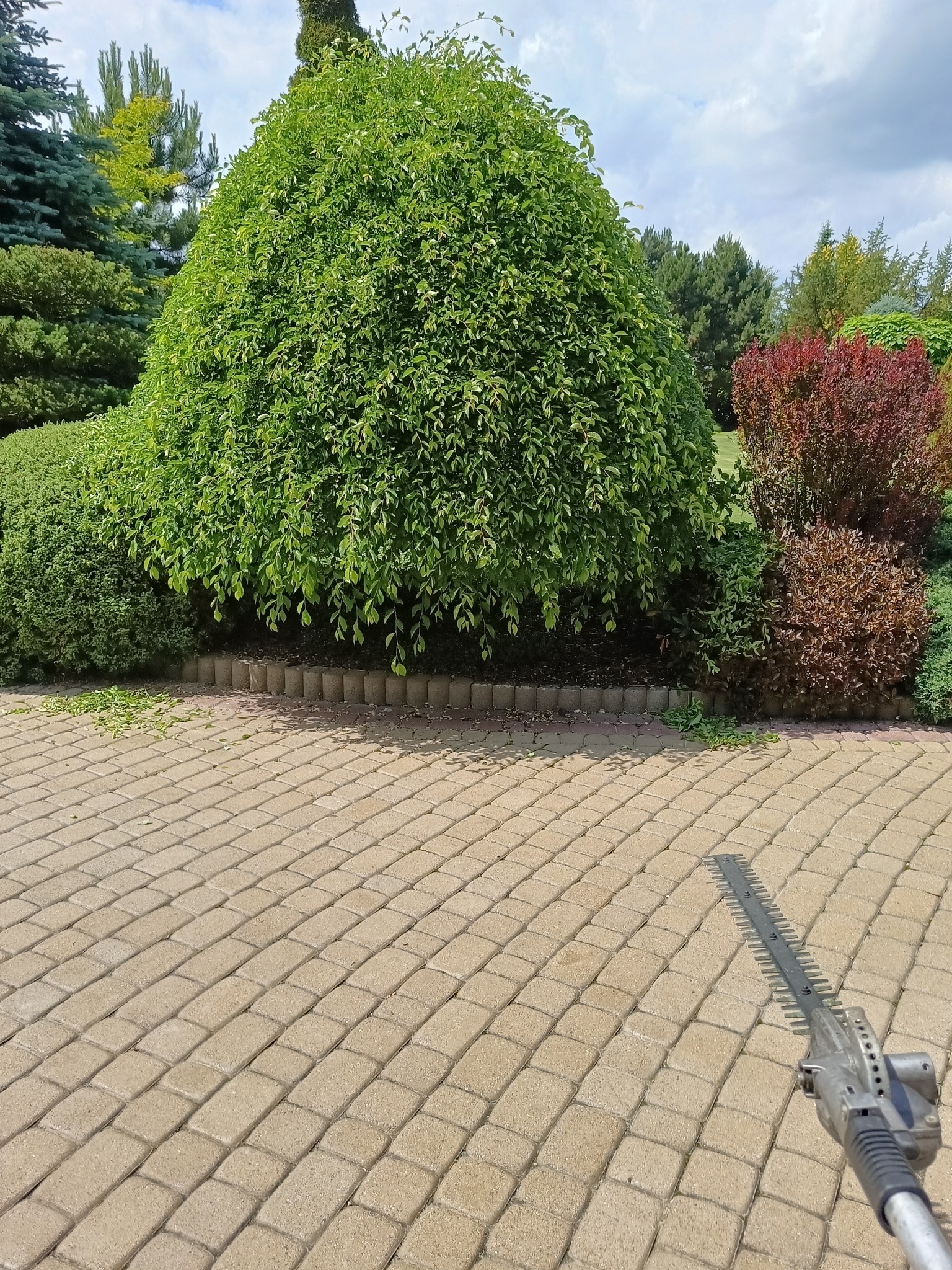 Formowany krzew liściasty po przycięciu, z widocznymi odciętymi gałązkami na kostce brukowej i częścią elektrycznych nożyc do żywopłotu w kadrze.