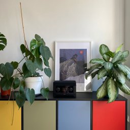 Piotr Krzyżanowski - Niski regał z kolorowymi frontami (żółty, khaki, niebieski, czerwony) udekorowany roślinami doniczkowymi i czarnym radiem, na ścianie grafika w białej ramce.