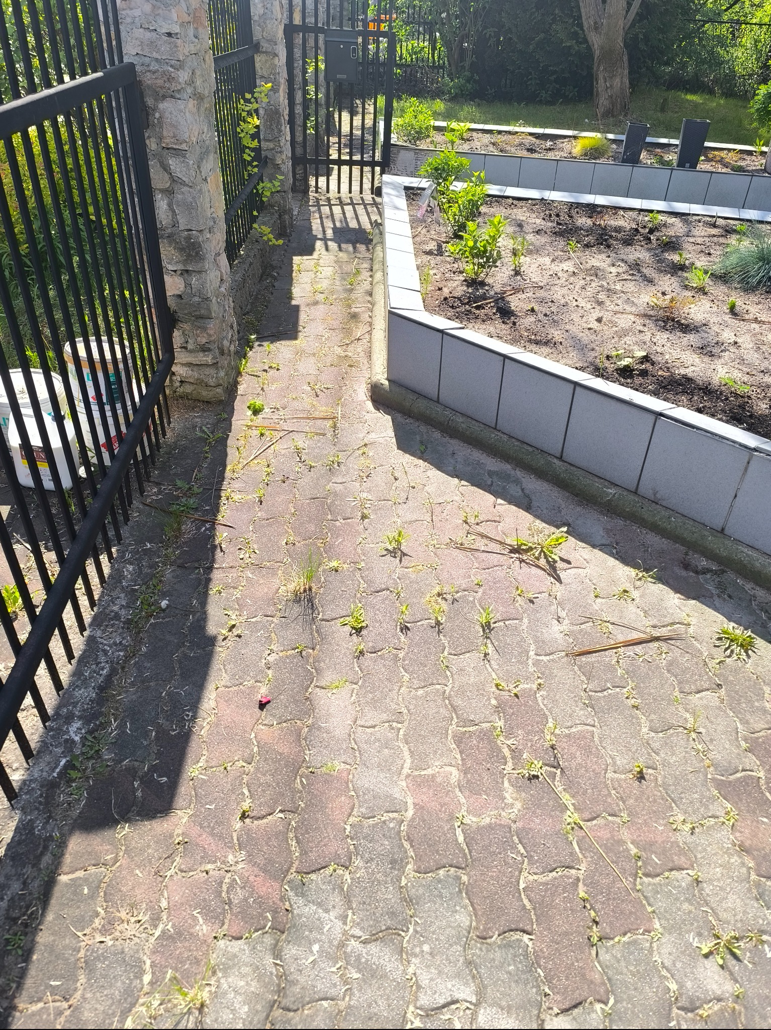 Zarośnięta kostka brukowa w ogrodzie, widoczne chwasty wyrastające spomiędzy kostek, fragment metalowego ogrodzenia i rabata kwiatowa w tle.