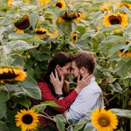 Moose Wedding Fotografia - Zakochana para w polu słoneczników, kobieta w czerwonej sukience w białe kropki, mężczyzna w jasnej koszuli, dotykają się czołami, delikatne ujęcie.
