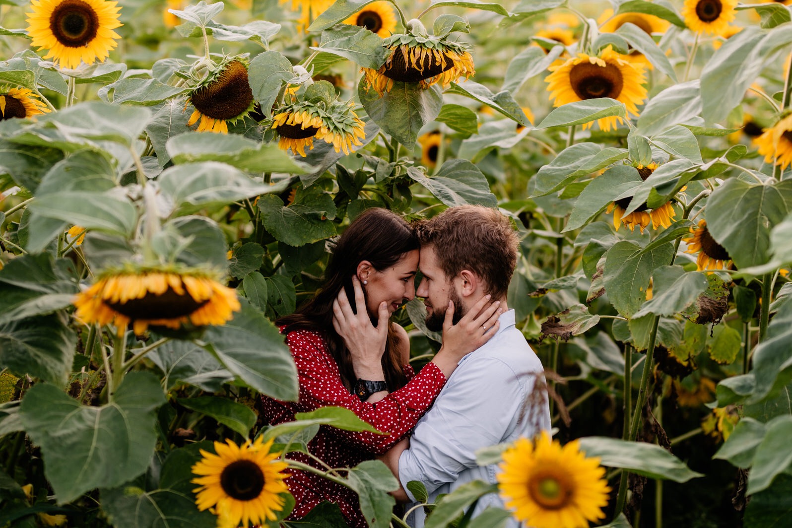 Zakochana para w polu słoneczników, kobieta w czerwonej sukience w białe kropki, mężczyzna w jasnej koszuli, dotykają się czołami, delikatne ujęcie.