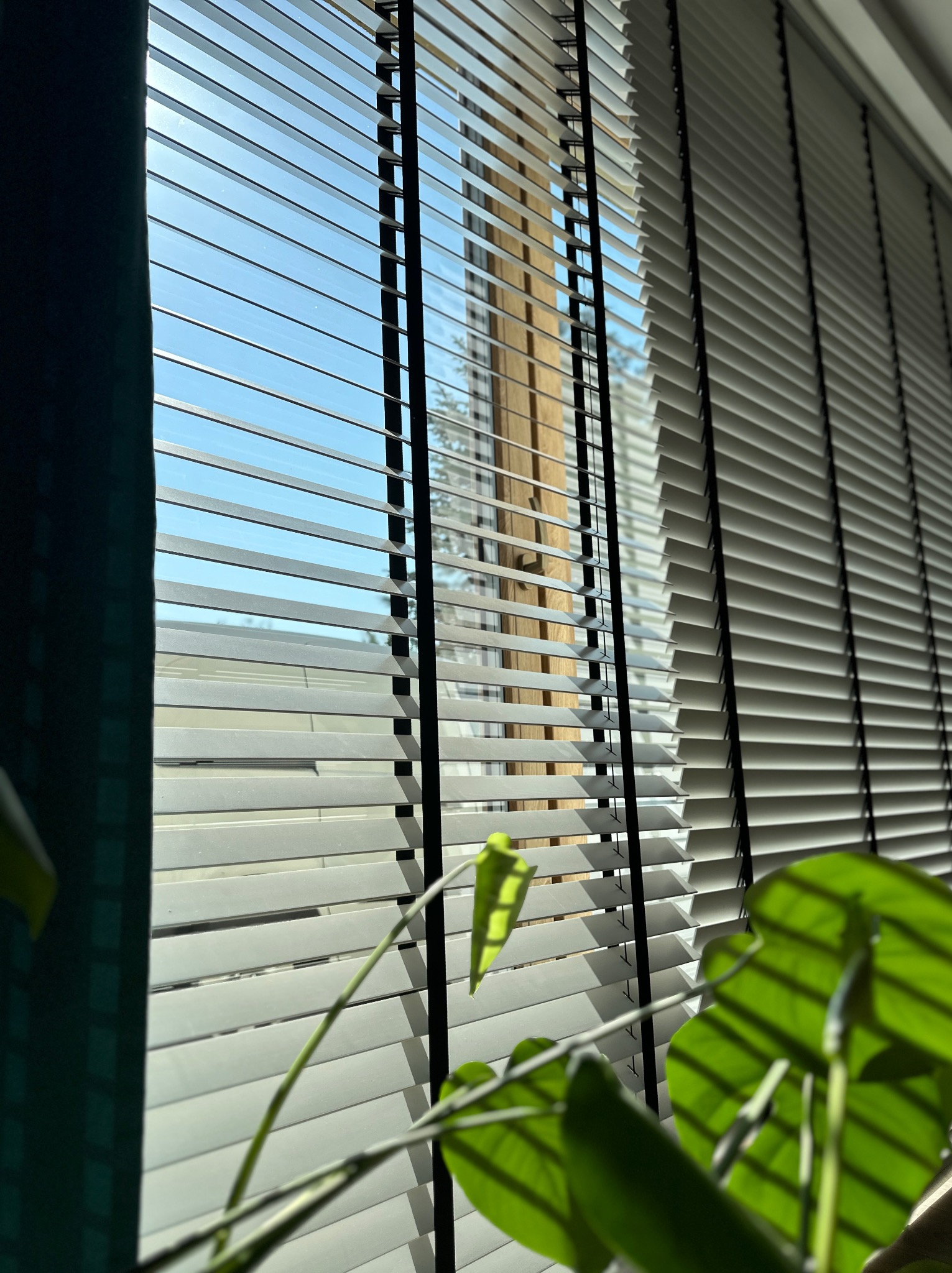 Białe poziome listwy okienne z ciemnymi sznurkami, widok zza rośliny doniczkowej, w tle okno z widokiem na zewnątrz.