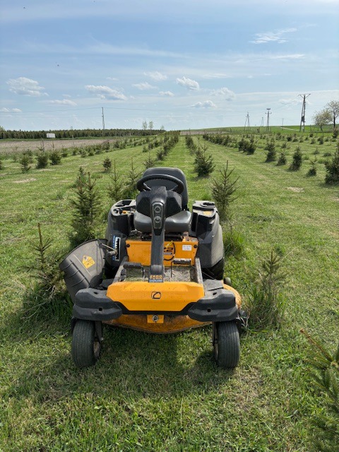 Żółta kosiarka samojezdna na trawniku z rzędami małych drzewek iglastych, błękitne niebo w tle. Widok z przodu, centralnie.
