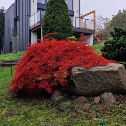 Expert Sp. z.o.o. - Nowoczesny dom z dużymi przeszkleniami na tle czerwonego klonu palmowego i kamieni w ogrodzie.