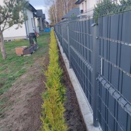 wykonanie żywopłotu z Tui Brabant