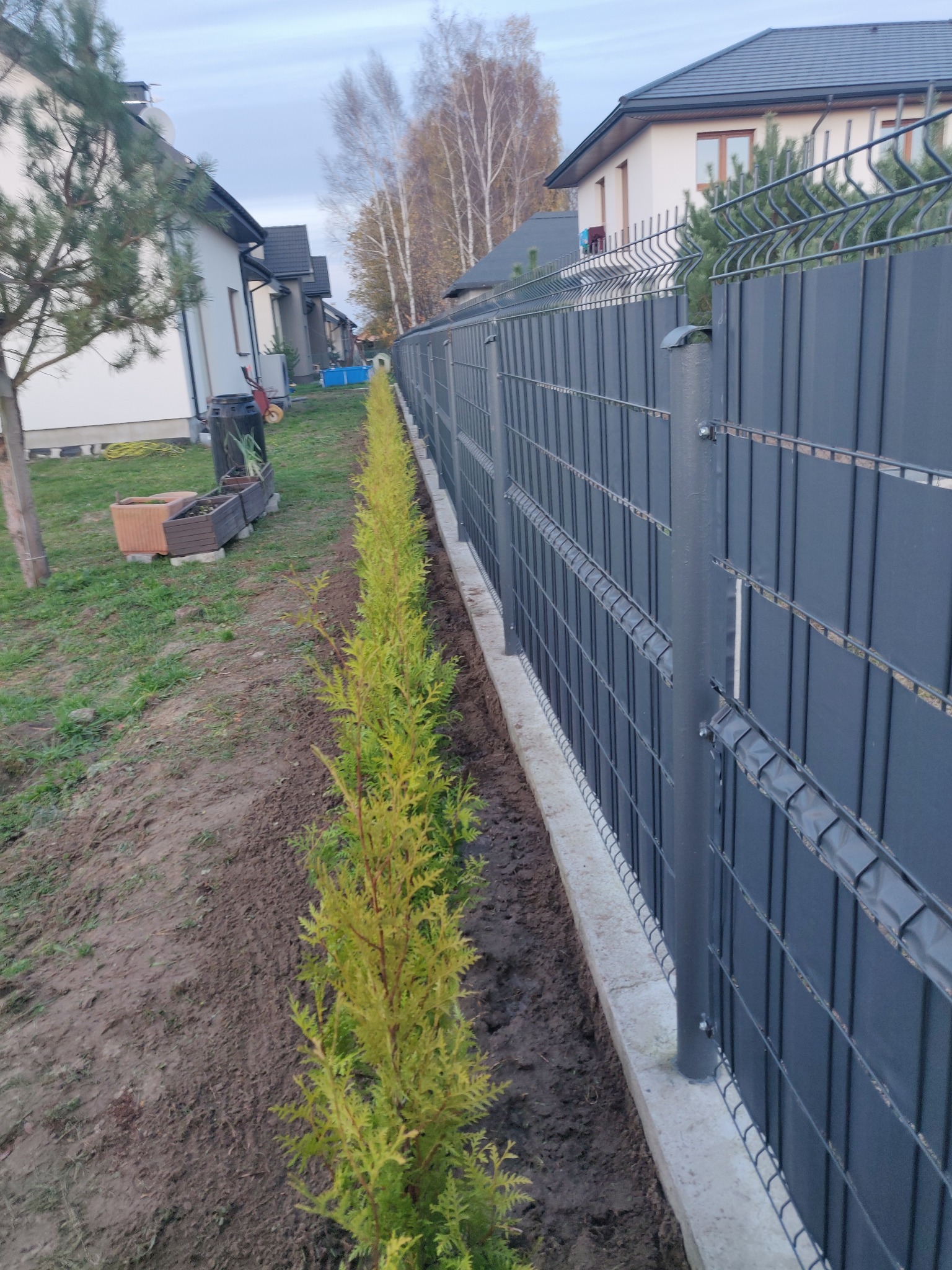 wykonanie żywopłotu z Tui Brabant