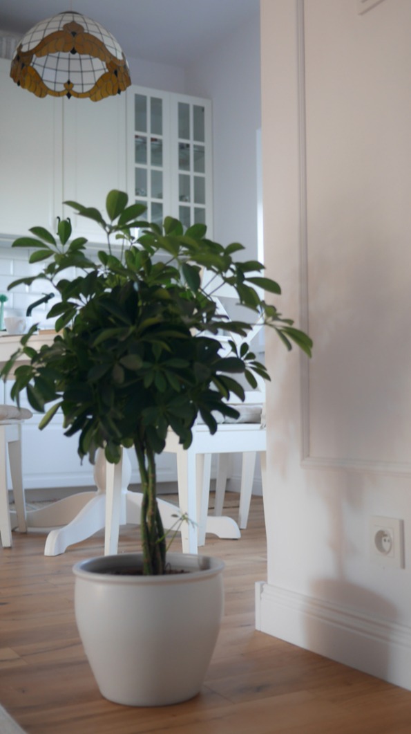 Wnętrze jasnej kuchni z parkietem, widok na białe meble kuchenne i ozdobną lampę, z rośliną doniczkową na pierwszym planie.