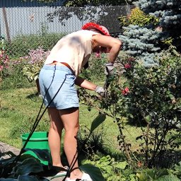 CleanViolFresh - Kobieta w czerwonej chuście i rękawicach ogrodowych przycina krzew róży w słonecznym ogrodzie, z widocznym wężem ogrodowym i zielonym wiadrem.