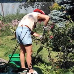 Kobieta w czerwonej chuście i rękawicach ogrodowych przycina krzew róży w słonecznym ogrodzie, z widocznym wężem ogrodowym i zielonym wiadrem.