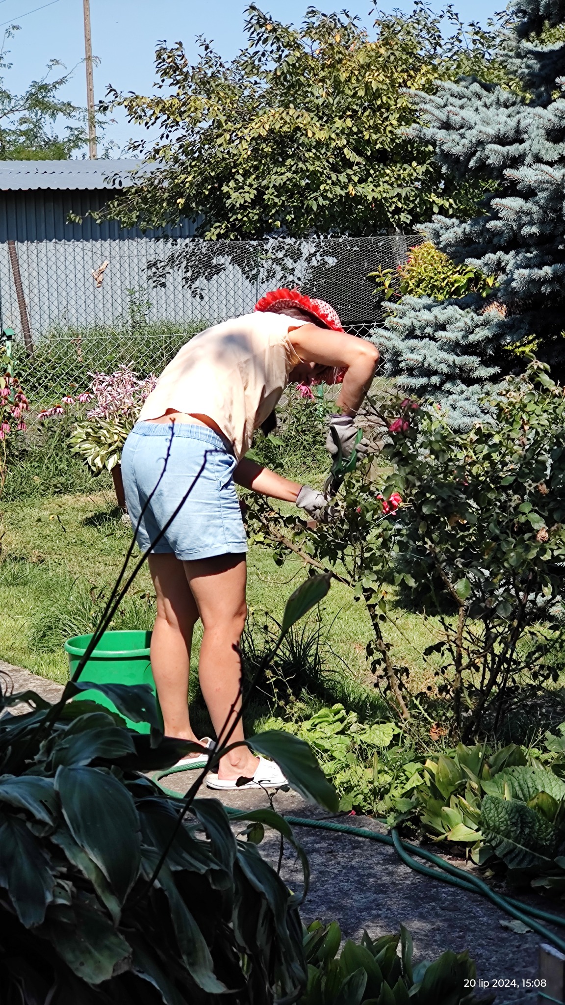 Kobieta w czerwonej chuście i rękawicach ogrodowych przycina krzew róży w słonecznym ogrodzie, z widocznym wężem ogrodowym i zielonym wiadrem.