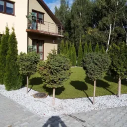 Uformowane drzewka na pniu i rząd wysokich tuj ozdobione białym grysem na tle domu z balkonem i zielonego trawnika.