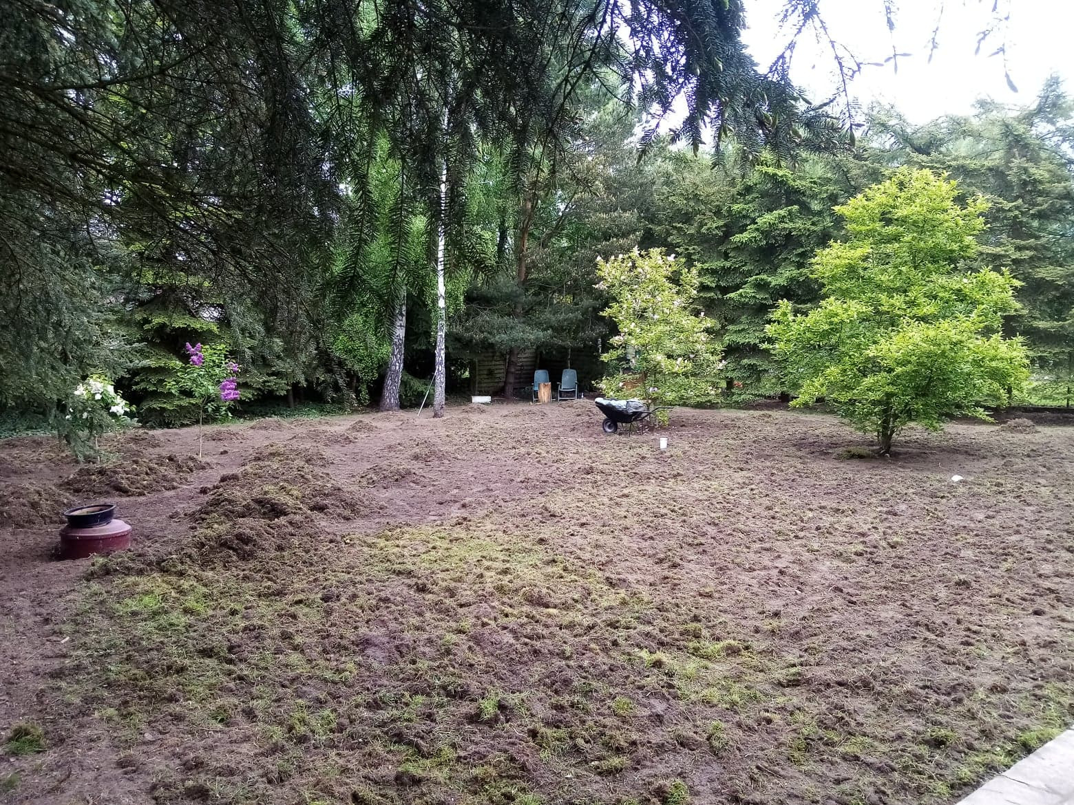 Przygotowanie terenu pod trawnik: rozłożona warstwa ziemi z widocznymi kępkami trawy, drzewa w tle, taczka i krzesła ogrodowe.