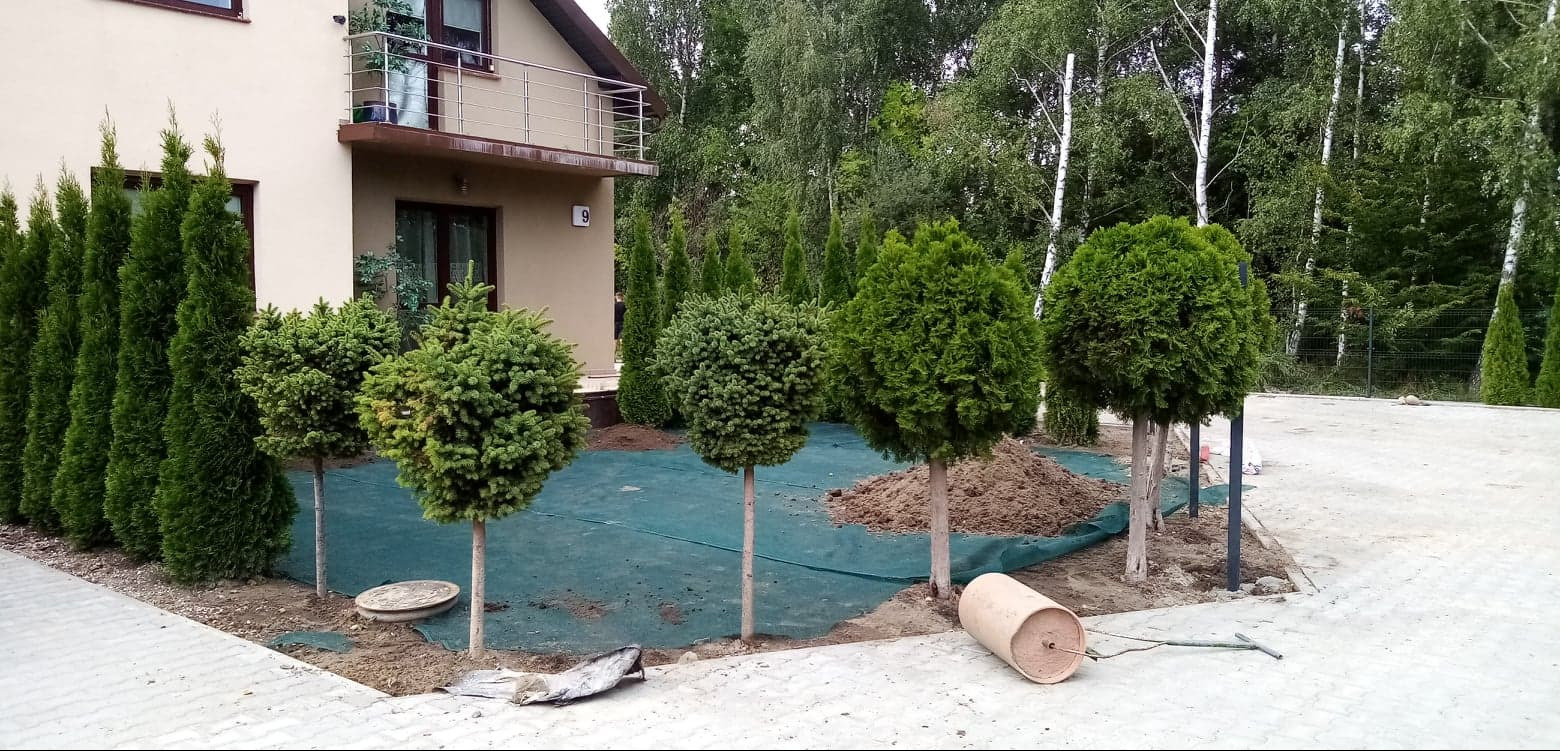 Nowo posadzone, kuliste drzewka iglaste na tle domu z balkonem, z widocznym systemem nawadniania i przygotowanym podłożem.