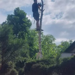 Arborysta na drabinie, zabezpieczony linami, przycina sekatorem górne gałęzie wysokiego drzewa o białej korze na tle błękitnego nieba z chmurami i zieleni innych drzew.
