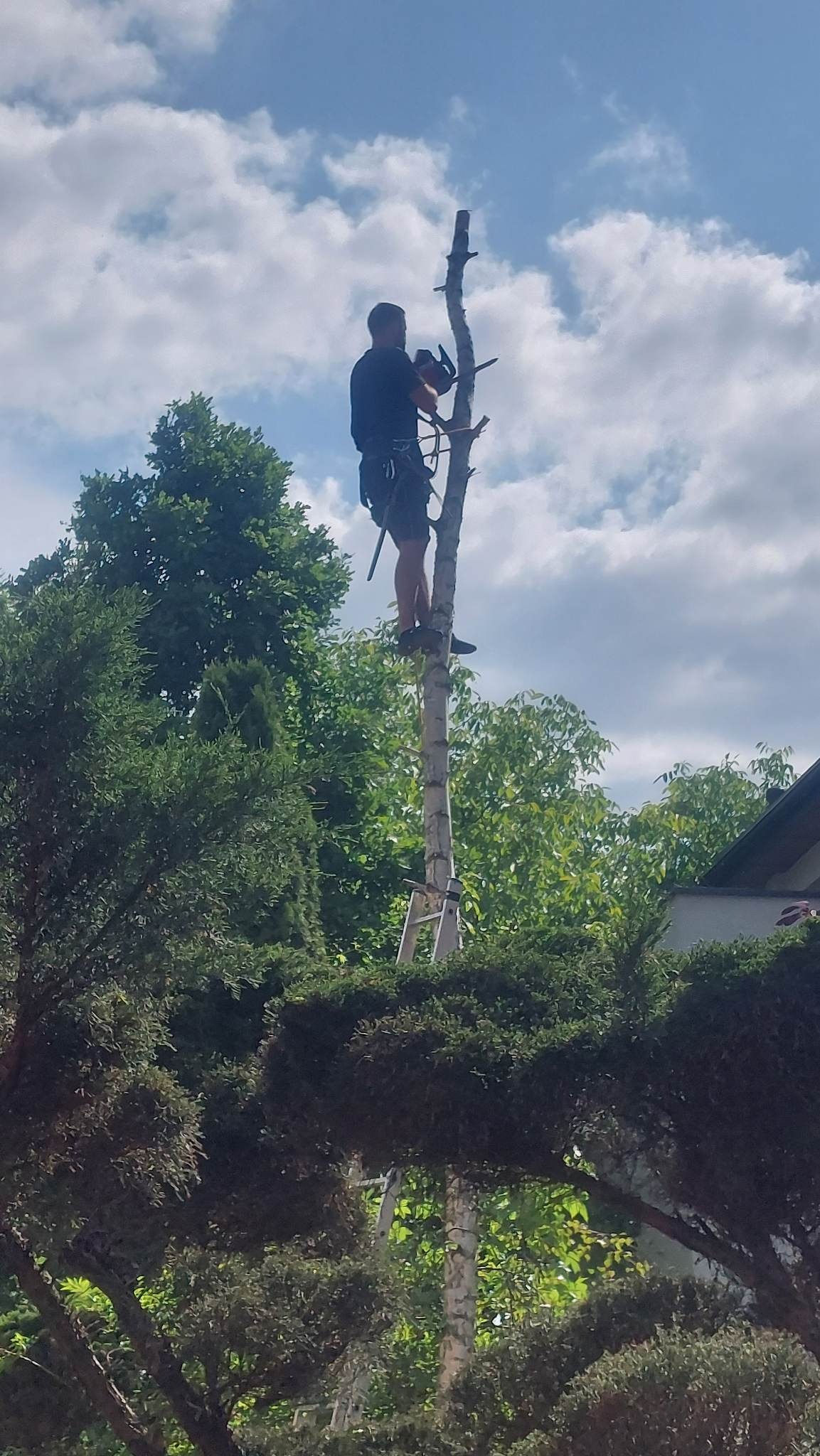 Arborysta na drabinie, zabezpieczony linami, przycina sekatorem górne gałęzie wysokiego drzewa o białej korze na tle błękitnego nieba z chmurami i zieleni innych drzew.