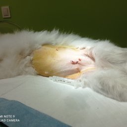 Gabinet Weterynaryjny Centaur - Ogolony brzuch białego królika po zabiegu, widoczne szwy i strzykawka leżąca obok na podkładzie medycznym, zielone tło.