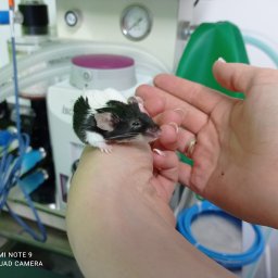 Gabinet Weterynaryjny Centaur - Czarno-biała mysz trzymana w dłoni w gabinecie z aparaturą medyczną w tle.