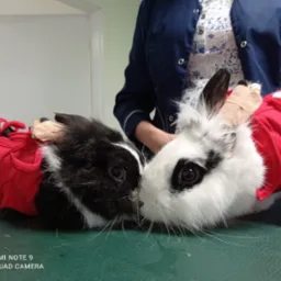 Dwa króliki w czerwonych ubrankach leżące na zielonym stole weterynaryjnym, jeden czarno-biały z opatrunkiem na uchu, drugi biało-czarny, blisko siebie, prawdopodobnie po zabiegu.