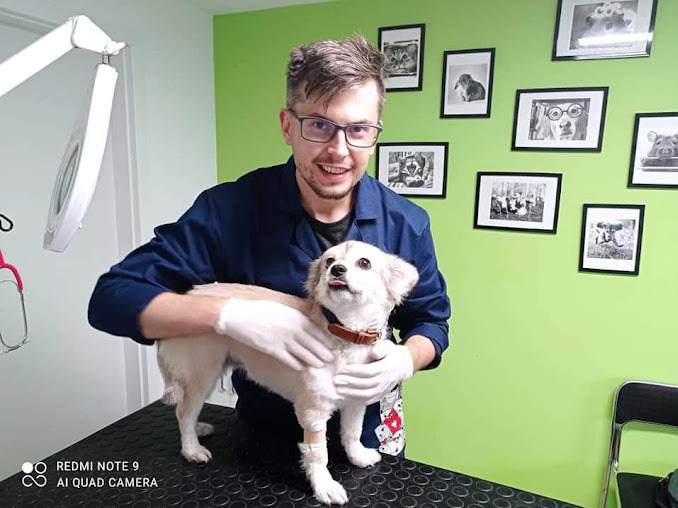 Uśmiechnięty mężczyzna w okularach i niebieskiej bluzie, w białych rękawiczkach, trzyma małego psa z bandażem na przedniej łapie na czarnym stole w gabinecie z zielonymi ścianami ozdobionymi...