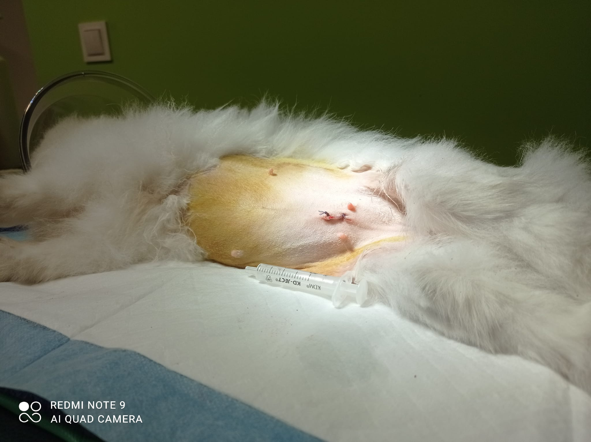 Ogolony brzuch białego królika po zabiegu, widoczne szwy i strzykawka leżąca obok na podkładzie medycznym, zielone tło.