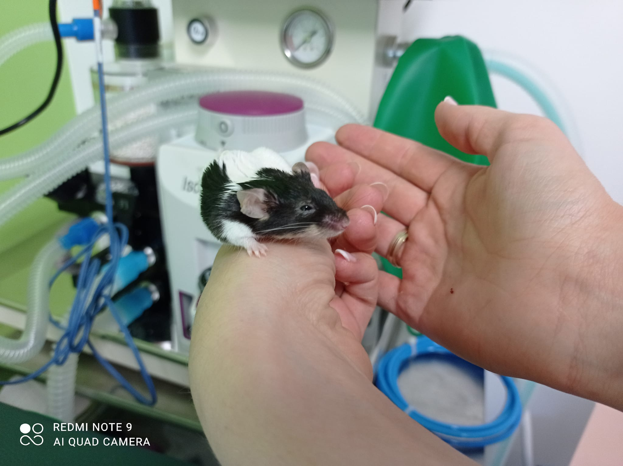 Czarno-biała mysz trzymana w dłoni w gabinecie z aparaturą medyczną w tle.
