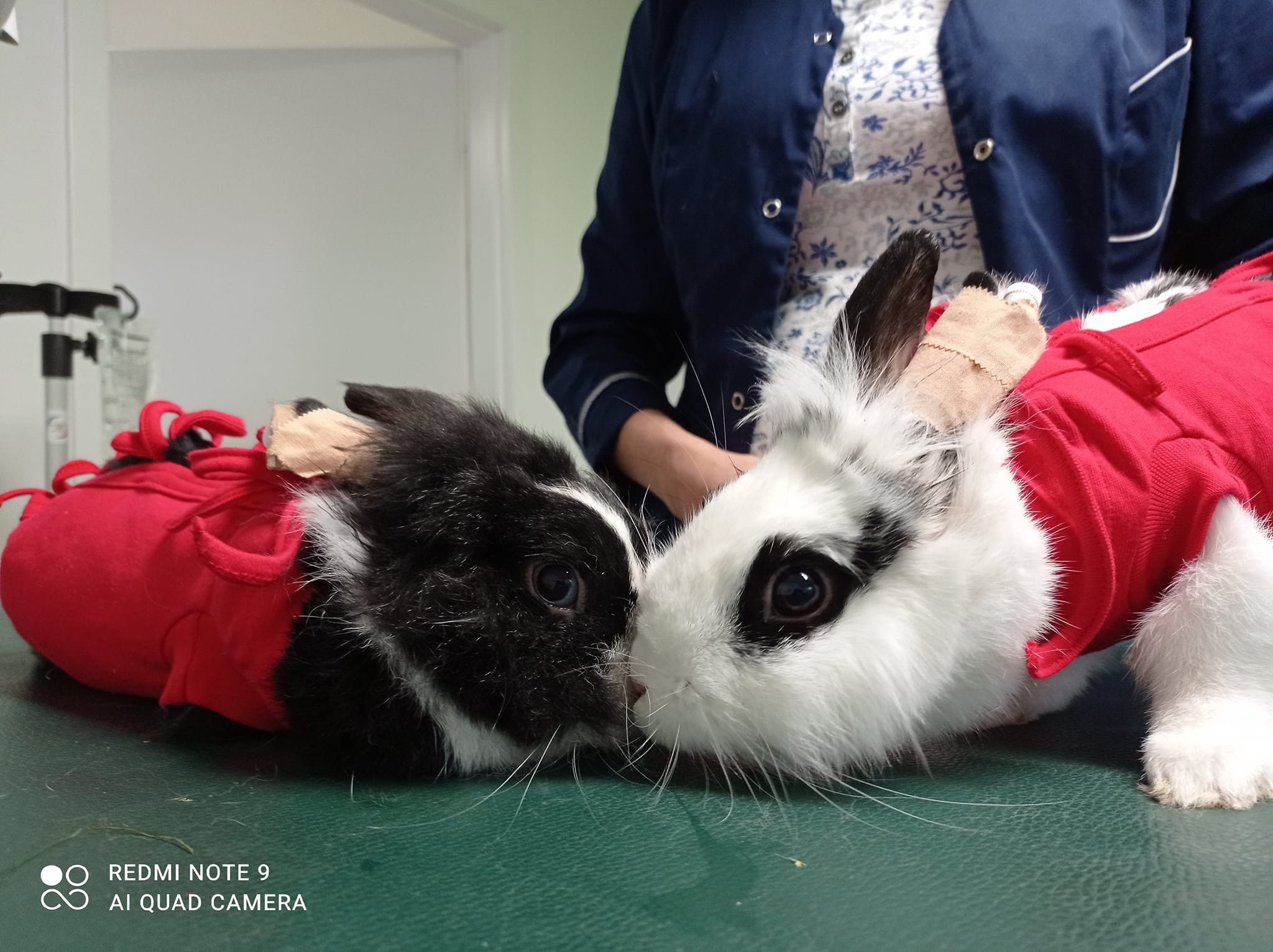 Dwa króliki w czerwonych ubrankach leżące na zielonym stole weterynaryjnym, jeden czarno-biały z opatrunkiem na uchu, drugi biało-czarny, blisko siebie, prawdopodobnie po zabiegu.