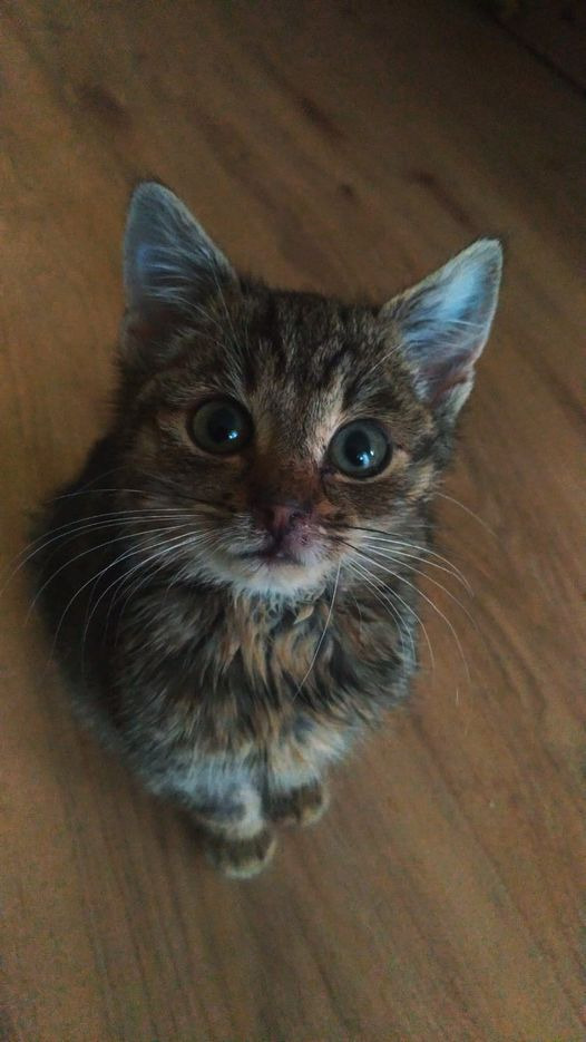 Ujęcie z góry na pręgowanego kociaka z dużymi, okrągłymi oczami, siedzącego na drewnianej podłodze.