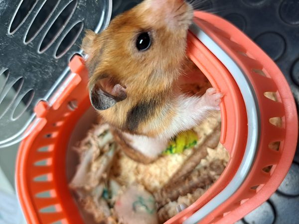 Złoty chomik syryjski z czarnymi plamkami, wystający z pomarańczowo-białej plastikowej klatki, siedzący na trocinach.