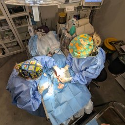 Moonvet, onkologia, hematologią, Chirurgia. przychodnia weterynaryjns - Sala operacyjna weterynaryjna z dwoma lekarzami w strojach ochronnych podczas zabiegu. Widoczne monitory medyczne, lampa operacyjna i narzędzia chirurgiczne.