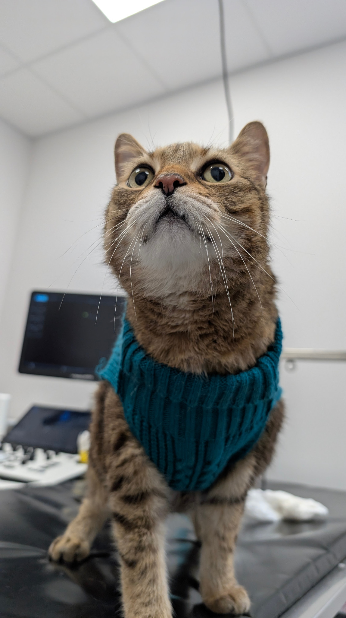 Ujęcie z dołu na pręgowanego kota w turkusowym swetrze, stojącego na czarnym stole w gabinecie. W tle monitor i białe ściany. Kot patrzy w górę.