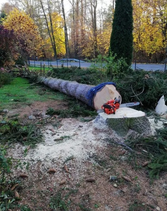 Ścięte drzewo na trawniku z piłą łańcuchową, widoczne trociny i gałęzie, w tle drzewa z jesiennymi liśćmi.
