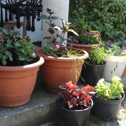 Projektowanie ogrodów Jeżewo 4