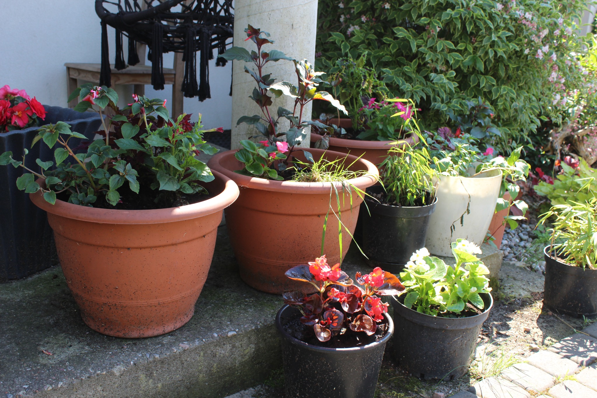 Kompozycja roślin w donicach ustawionych na betonowych schodach, różnorodność gatunków i kolorów liści, w tle widoczna zieleń ogrodu.