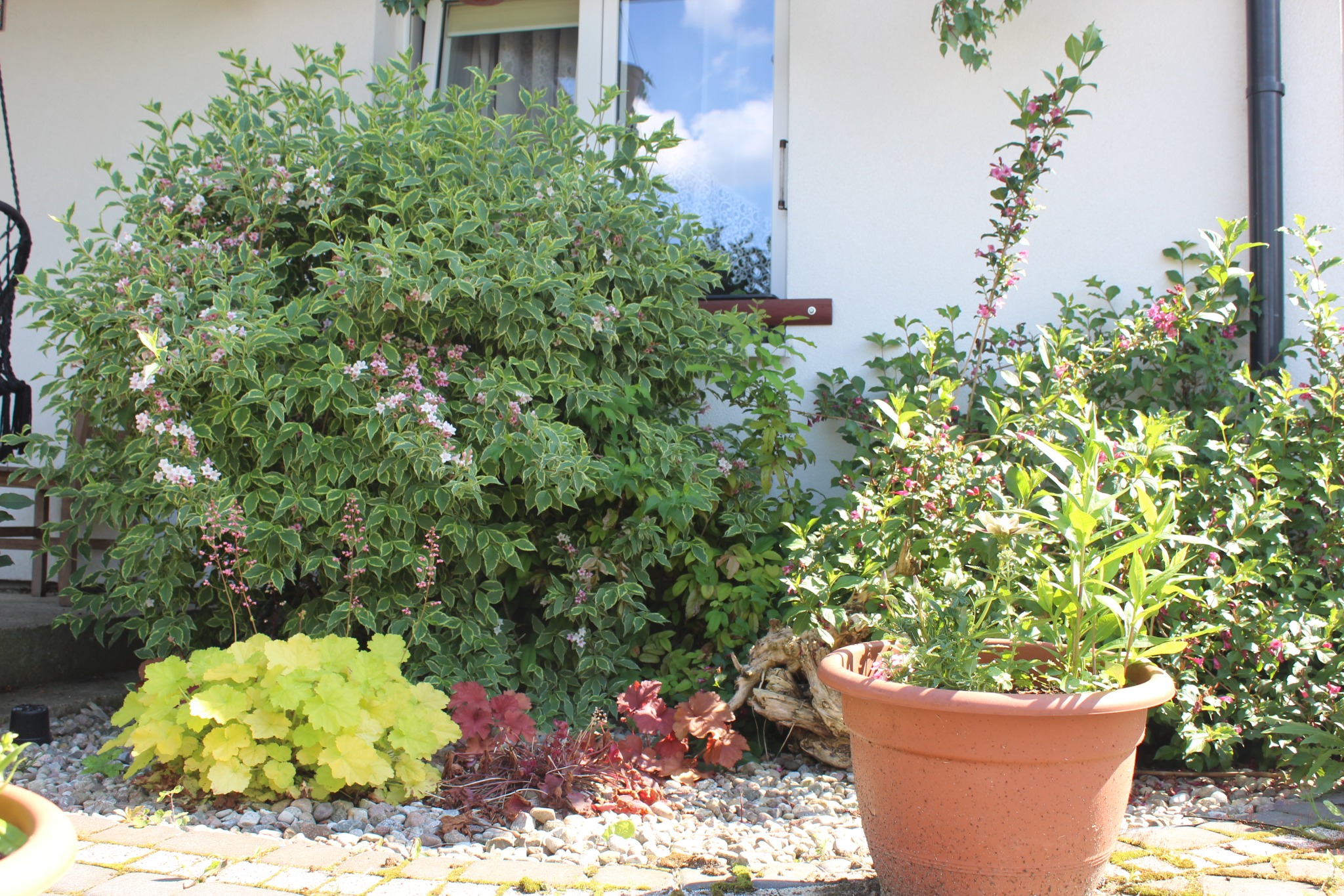 Kwitnący krzew z obrzeżem liści w odcieniu kremu, żółta kępa liści i czerwone kępy liści na tle białej ściany domu z oknem, donica z zielonymi roślinami na pierwszym planie, kamienny chodnik.