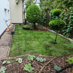 Świeżo ułożona trawa z rolki w ogrodzie, widoczny walec do trawy, obrzeża rabat wysypane korą, ozdobne krzewy formowane w kule, zielony wąż ogrodowy i narzędzia ogrodnicze.