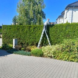 Europe Planta Vitalii Vyshatytskyi - Mężczyzna na drabinie przycina żywopłot za pomocą elektrycznych nożyc, w tle dom jednorodzinny i błękitne niebo.