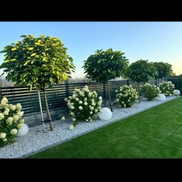 Europe Planta Vitalii Vyshatytskyi - Uporządkowany ogród z równo przyciętymi drzewami i kulistymi krzewami hortensji, oświetlonymi białymi kulami, oddzielony od trawnika szarym żwirem i niskim, ciemnym ogrodzeniem.