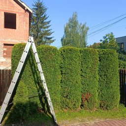 Europe Planta Vitalii Vyshatytskyi - Wysoki żywopłot z tui po formowaniu, z widoczną drabiną opartą o rośliny, na tle niedokończonego budynku z czerwonej cegły i błękitnego nieba.