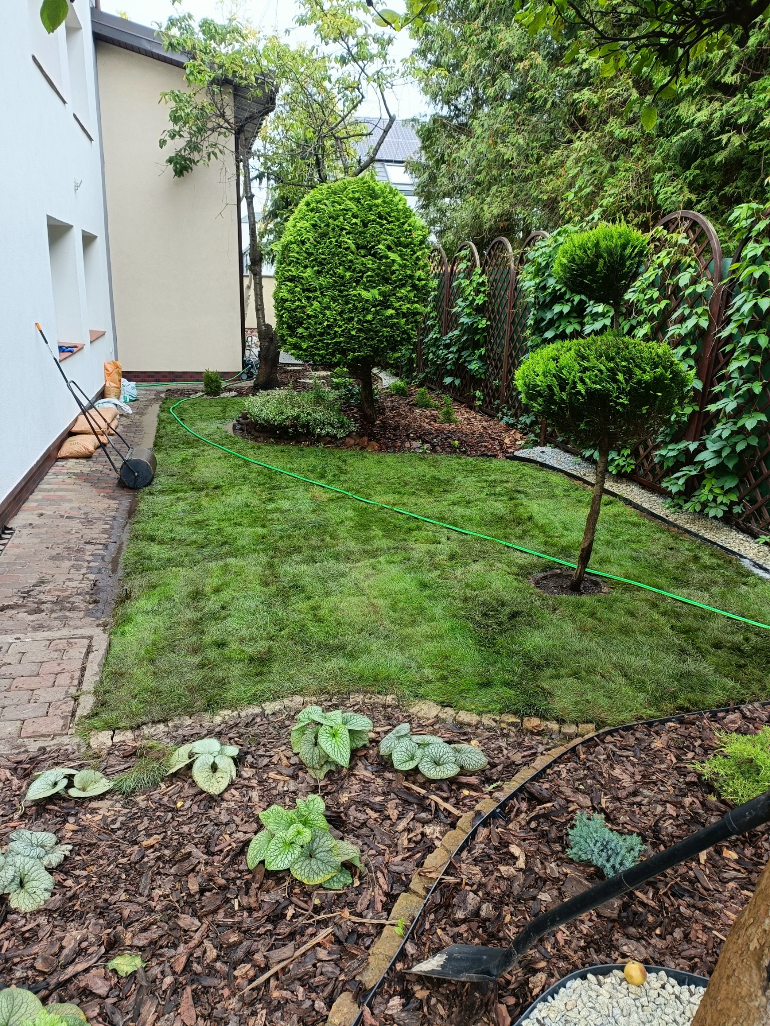 Świeżo ułożona trawa z rolki w ogrodzie, widoczny walec do trawy, obrzeża rabat wysypane korą, ozdobne krzewy formowane w kule, zielony wąż ogrodowy i narzędzia ogrodnicze.