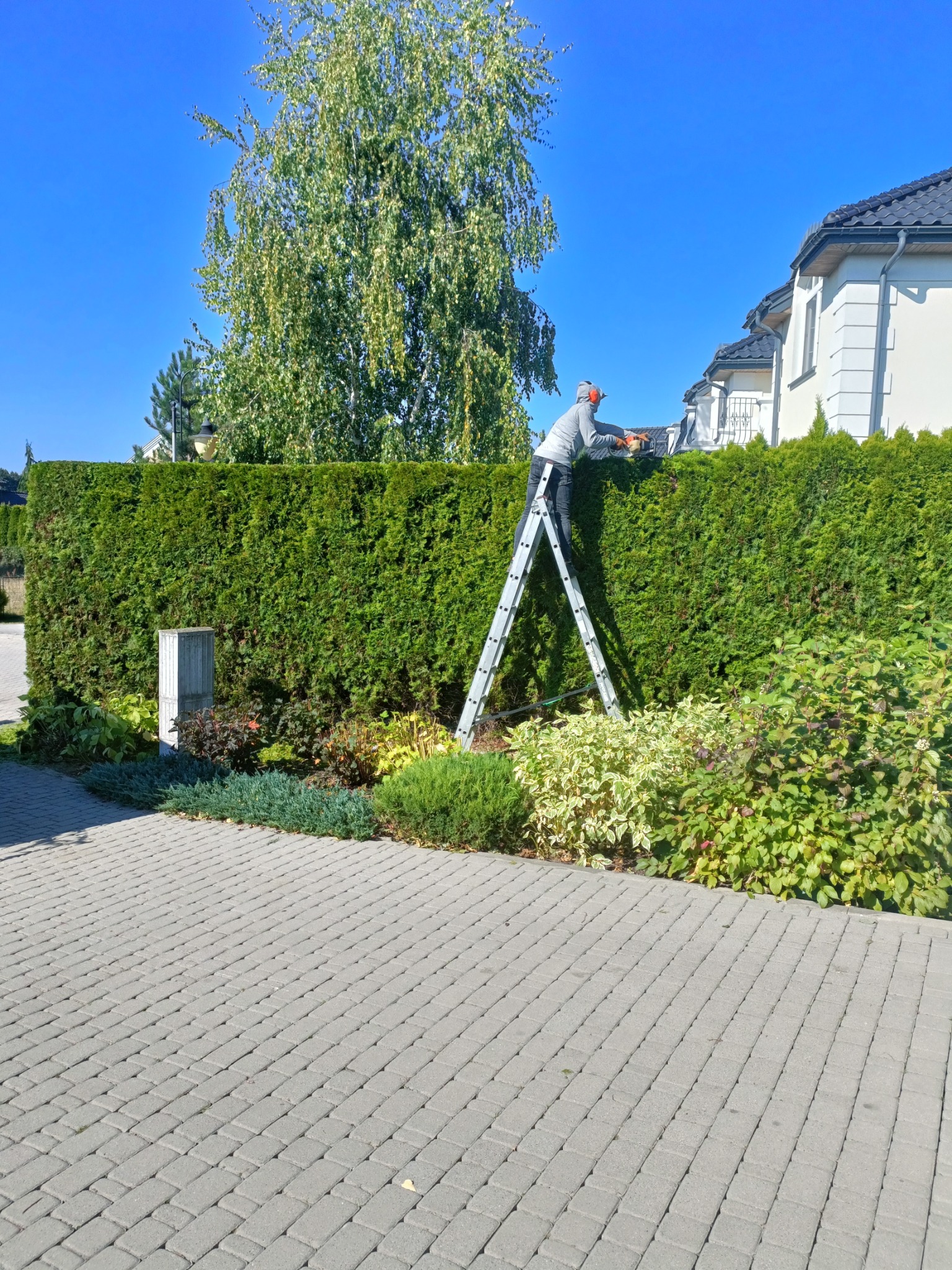 Mężczyzna na drabinie przycina żywopłot za pomocą elektrycznych nożyc, w tle dom jednorodzinny i błękitne niebo.