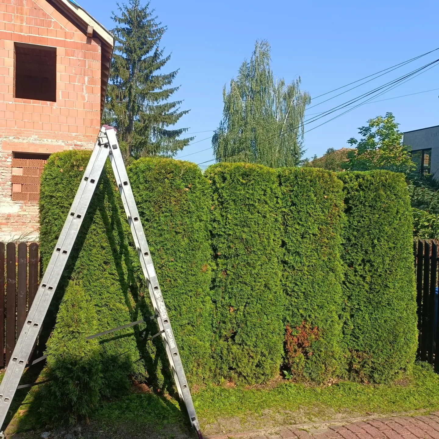 Wysoki żywopłot z tui po formowaniu, z widoczną drabiną opartą o rośliny, na tle niedokończonego budynku z czerwonej cegły i błękitnego nieba.