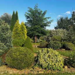 Czysty Ogród - Urozmaicony ogród z różnymi gatunkami drzew i krzewów, od iglaków po liściaste, tworzący malowniczą kompozycję na tle błękitnego nieba.