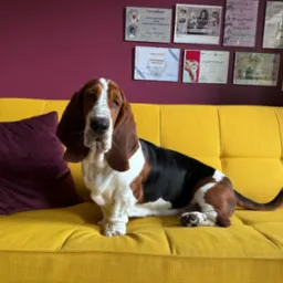 Basset Hound siedzi na żółtej kanapie z fioletową poduszką, na ścianie widoczne certyfikaty groomingu psów.