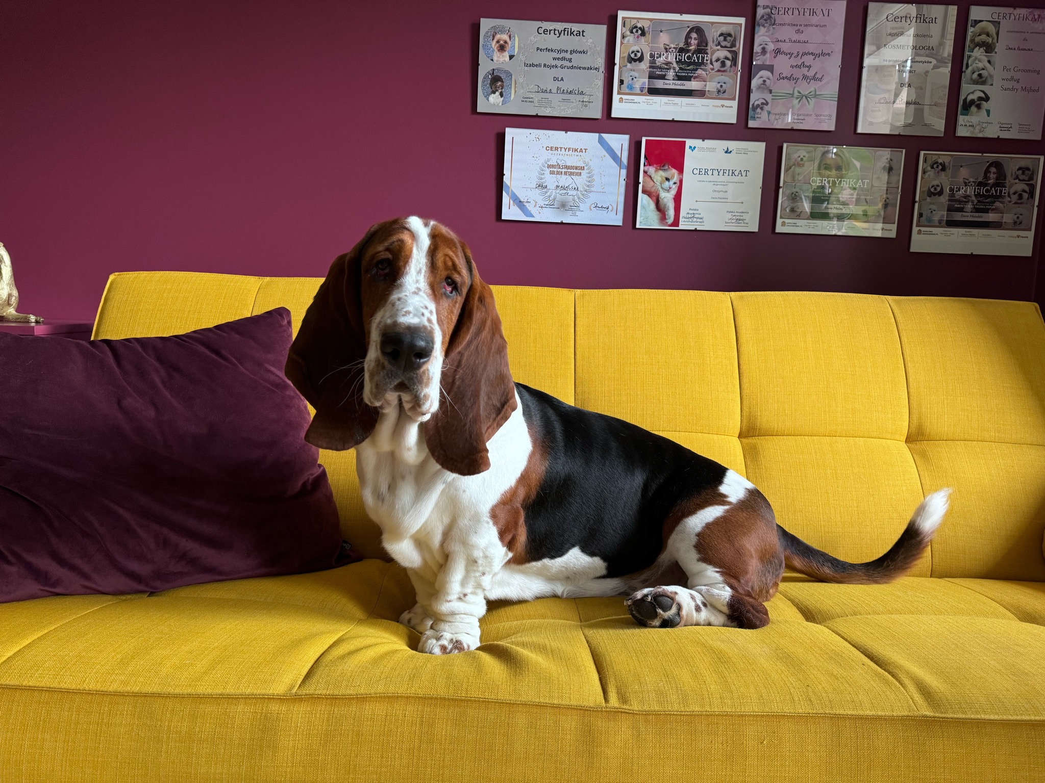 Basset Hound siedzi na żółtej kanapie z fioletową poduszką, na ścianie widoczne certyfikaty groomingu psów.